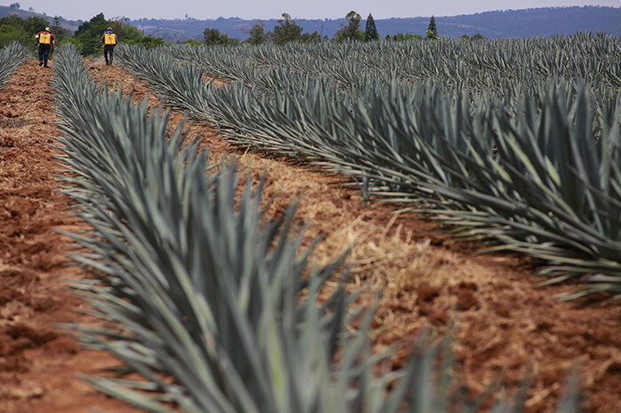 Exportación de tequila crece casi 30 % en enero con EUA como principal comprador