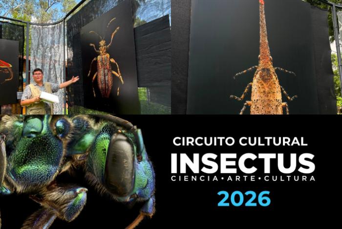 Exposición INSECTUS: la grandeza de lo pequeño