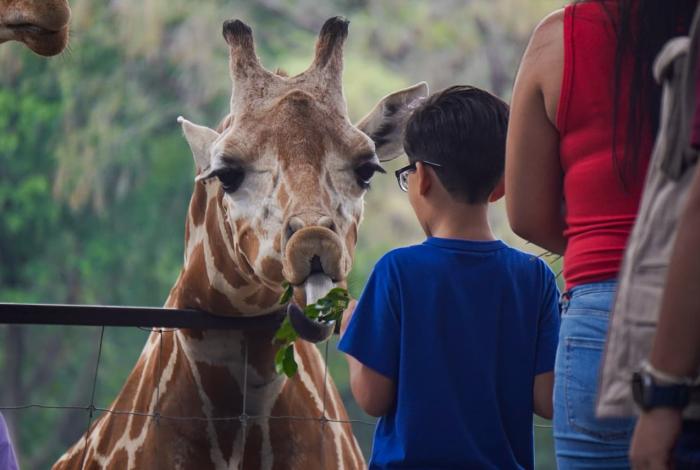 Familias disfrutan el cierre de vacaciones en el Zoológico de Morelia