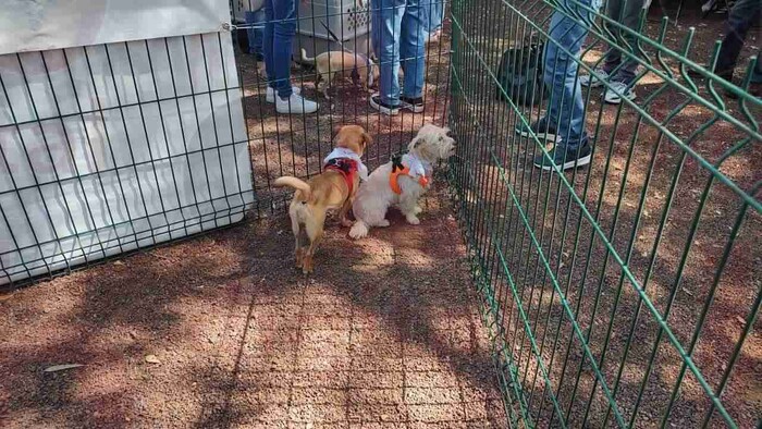 Felinos y caninos en la búsqueda de un nuevo hogar