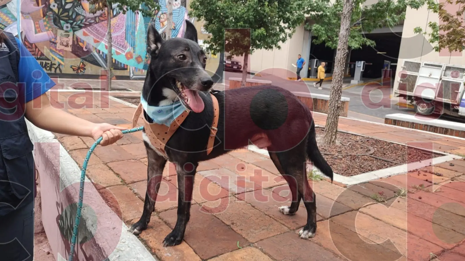 Feria de la adopción “Del Infierno a la Gloria” será este domingo 15 de junio