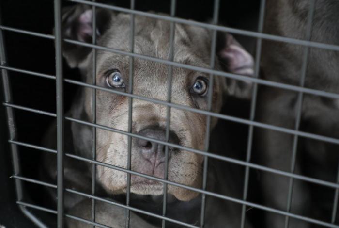 FGE investiga venta ilegal de seres sintientes; rescatan a 8 cachorros y ponen a disposición a dos personas