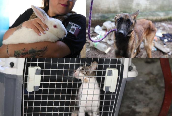 FGE rescata a cinco animales en condiciones de maltrato en Villas del Pedregal, Morelia