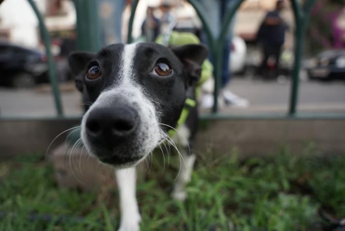 FGE y AC protectoras invitan a Feria de Adopción este domingo 1 de febrero