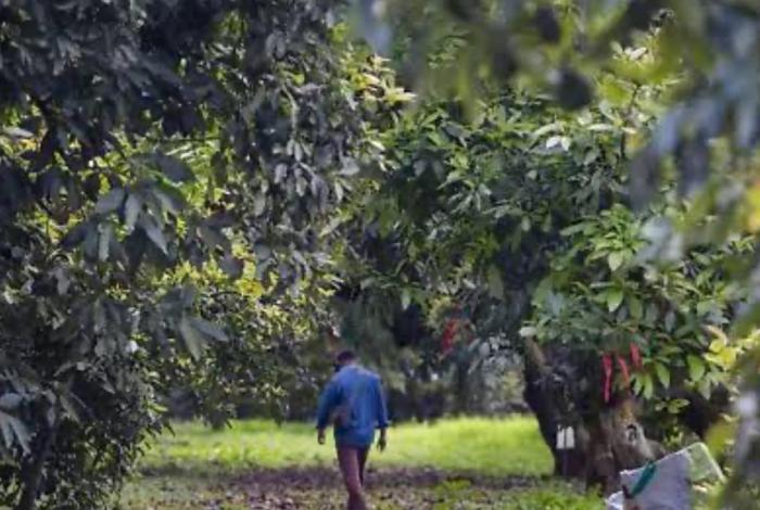 FGR investiga uso ilegal de menores en actividades laborales en Uruapan