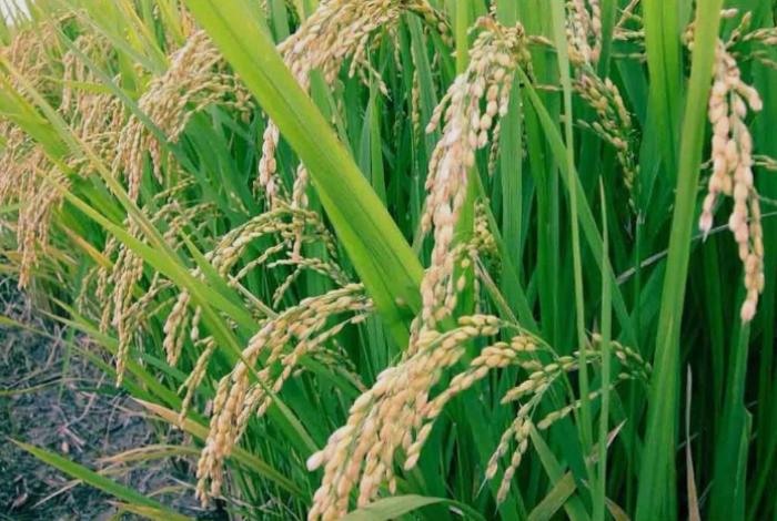 Garantizados los incentivos para roductores de trigo y arroz en Michoacán