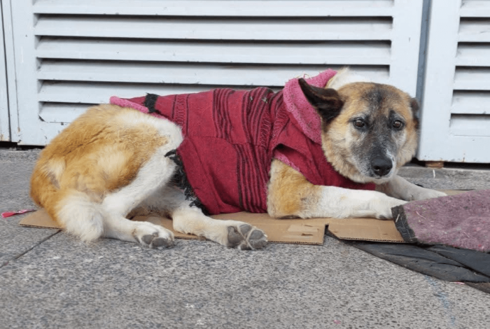 GHAPAD pide que no desalojen a animales de recintos públicos