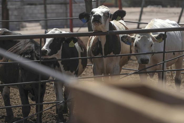Gobierno de México busca reabrir la frontera con EUA para exportación de ganado antes de noviembre