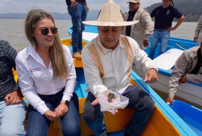 Gobierno de Michoacán siembra mil ejemplares de achoque en el lago de Pátzcuaro