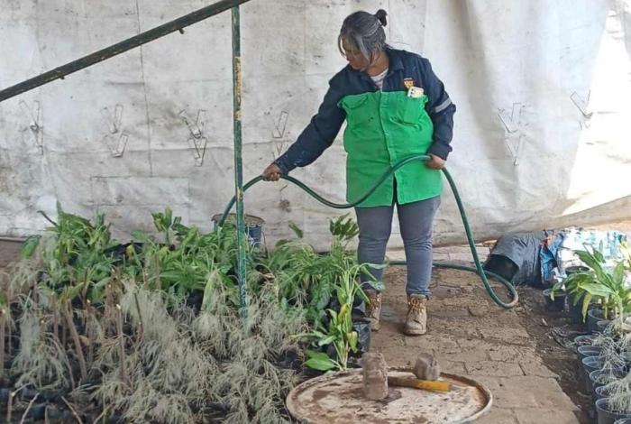 Gobierno de Morelia apuesta por el fortalecimiento ambiental, con nuevo vivero municipal