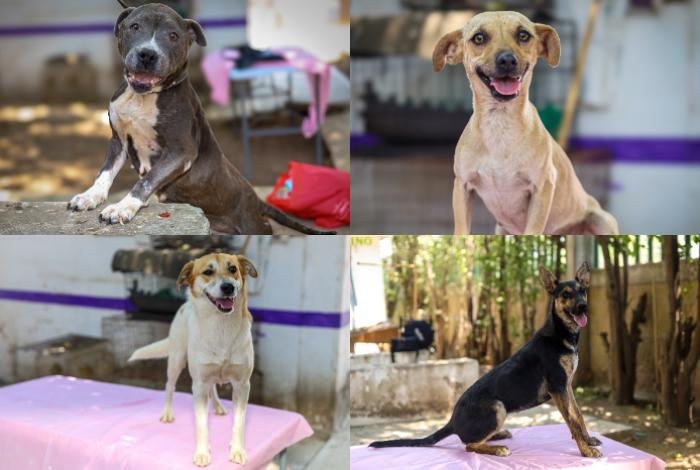 Gobierno de Morelia invita a feria de adopción de perritos y perritas rescatadas