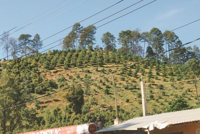Gobierno federal impedirá exportar aguacate procedente de huertas asentadas en terrenos deforestados