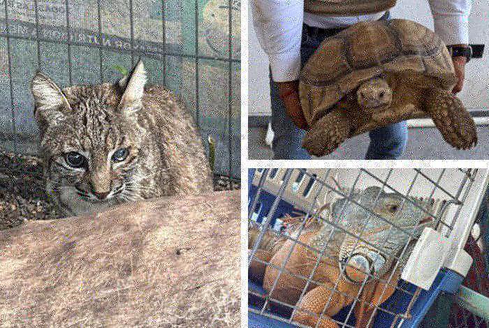 Granadas de fragmentación, un lince, una tortuga sorocote, una iguana verde..., asegura FGE en Ecuandureo