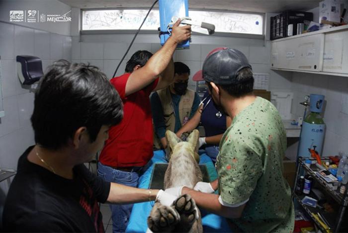 Grave, el estado de salud del puma rescatado ayer en Pátzcuaro, informa el Zoo de Morelia