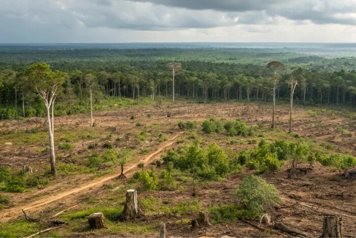 Greenpeace alerta sobre la devastación de la Selva Maya