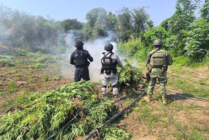 Guardia Civil decomisó en 2025 más de 8 toneladas de droga en Michoacán