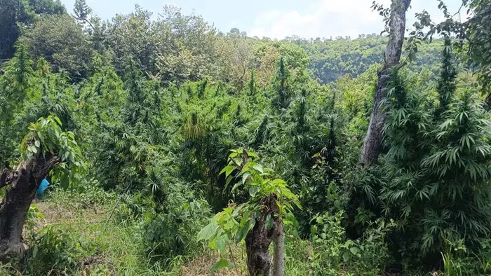 Guardia Nacional desmantela plantíos de marihuana en Jalisco