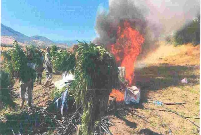 Guardia Nacional y Ejército Mexicano, localiza un plantío de Marihuana en el municipio de Huetamo.