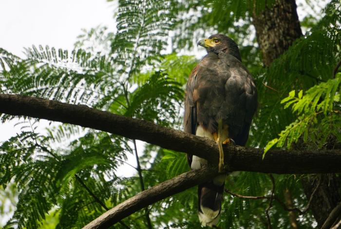 Águila de Harris vuela en Plaza de Arma, en Morelia