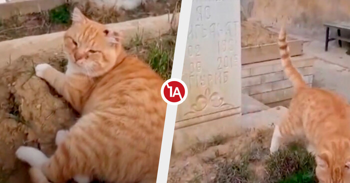 Hachiko rusa, la michi que espera desde hace siete años en la tumba de su dueño