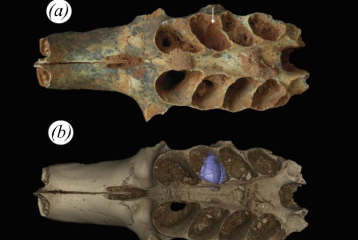 Hallan nidos de abejas construidos en las mandíbulas fosilizadas de mamíferos prehistóricos