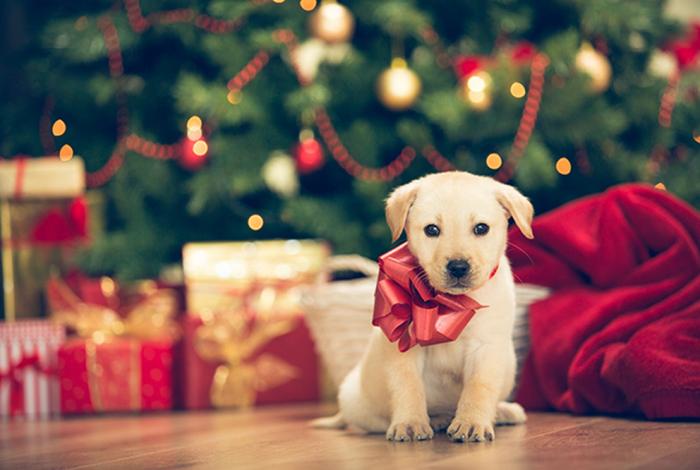 Hasta 80% de animales regalados en Navidad terminan en abandono o maltrato