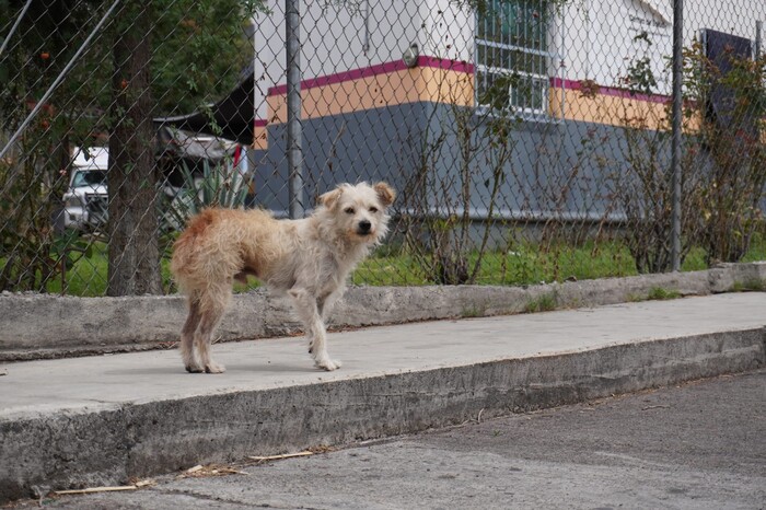 Hasta siete de cada 10 lomitos en la calle son abandonados o ferales