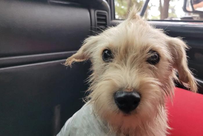 Héroes: rescatan a perrito que cayó a hoya de agua en Tacámbaro