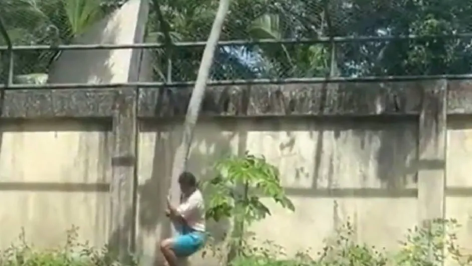 Hombre entra jaula de Leona y lo termina matando