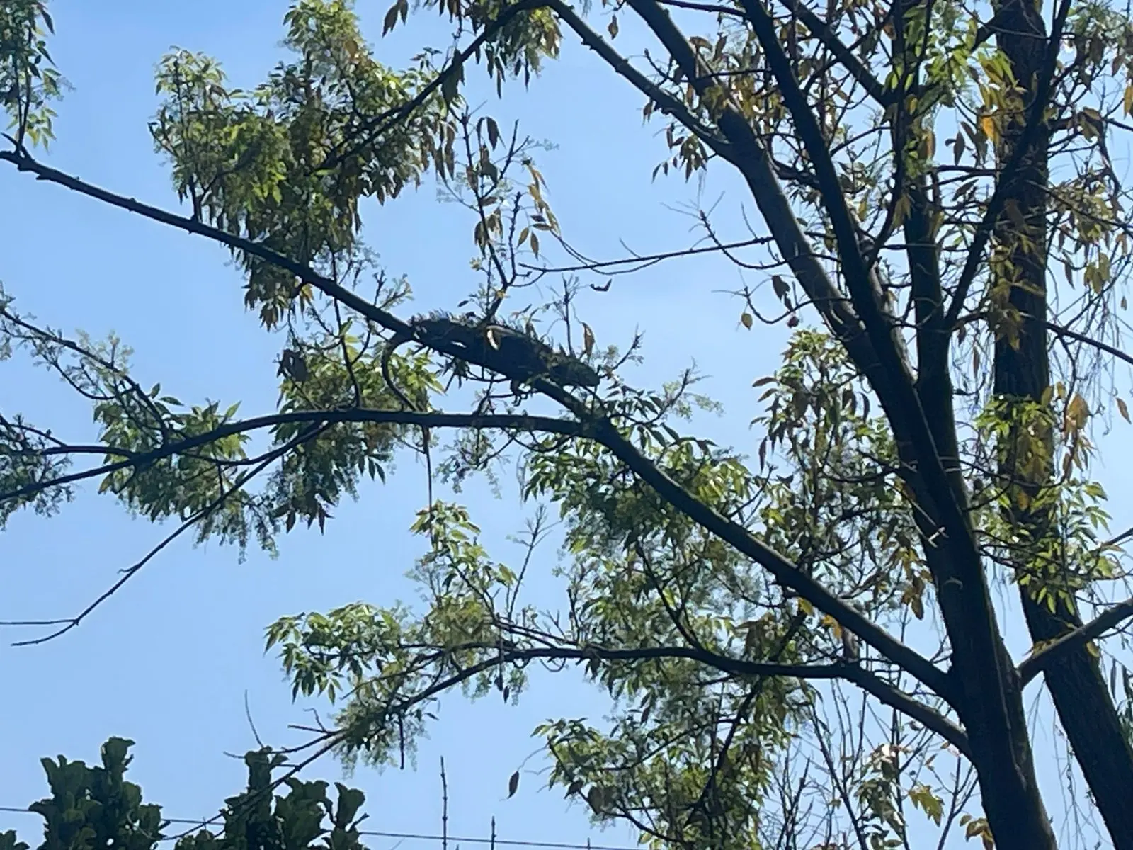 Hoy 5 de junio se conmemora el Día Mundial del Medio Ambiente