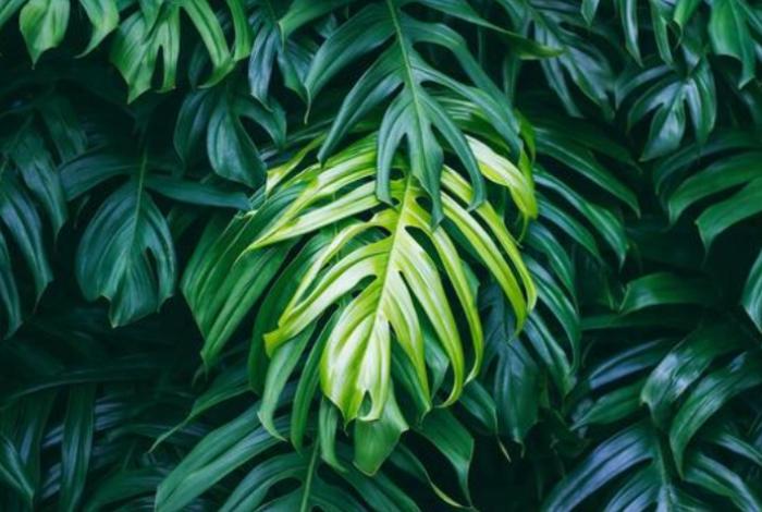 Identifican el interruptor que activan las plantas para defenderse de las sequías