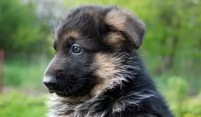 ImágenesFuertes: Dejan cuerpo de cachorro colgado en plena calle