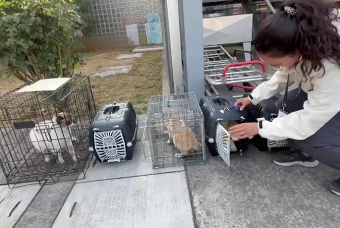 IMPA aplica TNR a 16 gatos en ISSSTE Morelia; unos los deja en el lugar, otros los resguarda para adopción