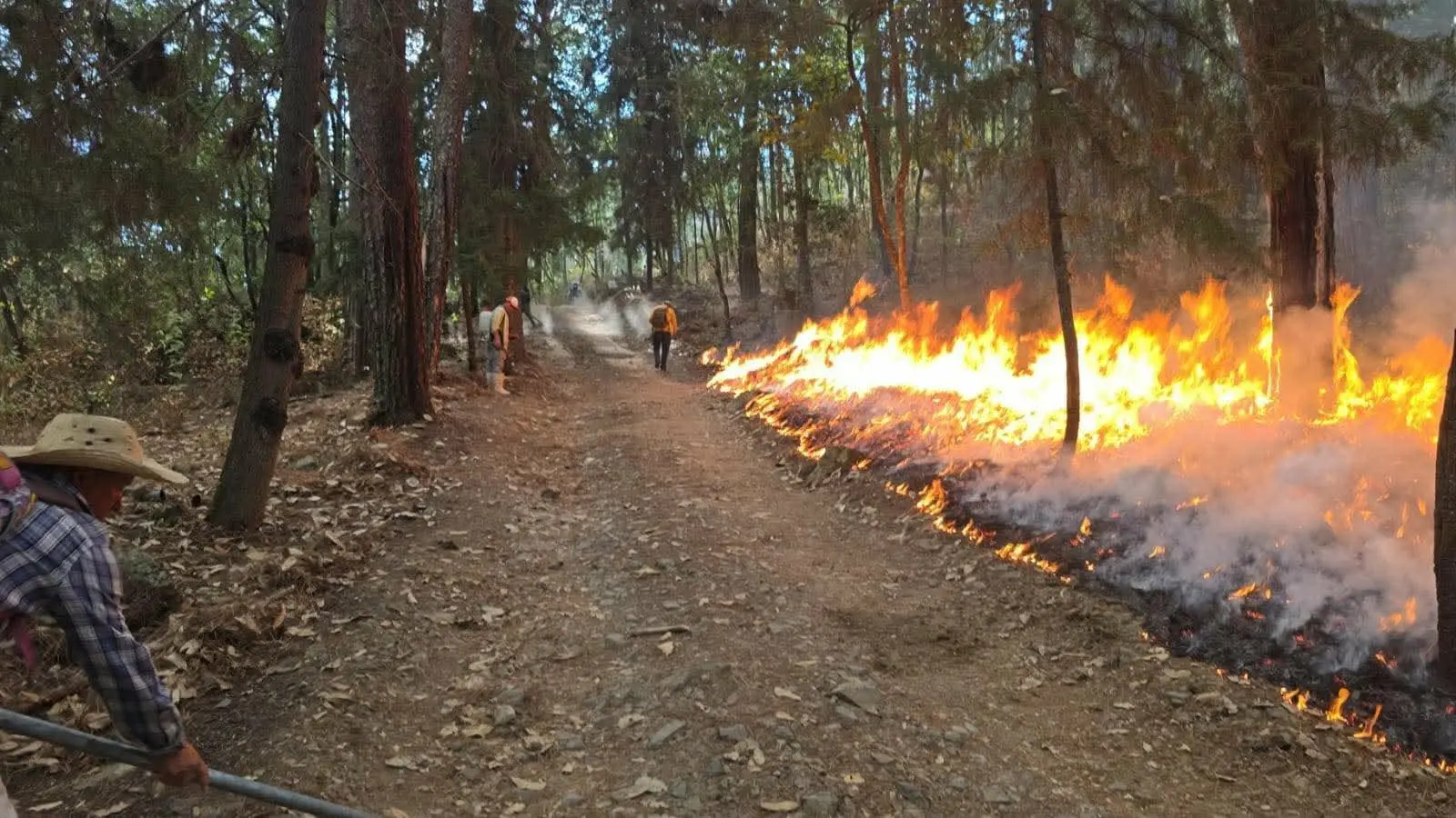 Incendio forestal devasta varias hectáreas en Tzitzio