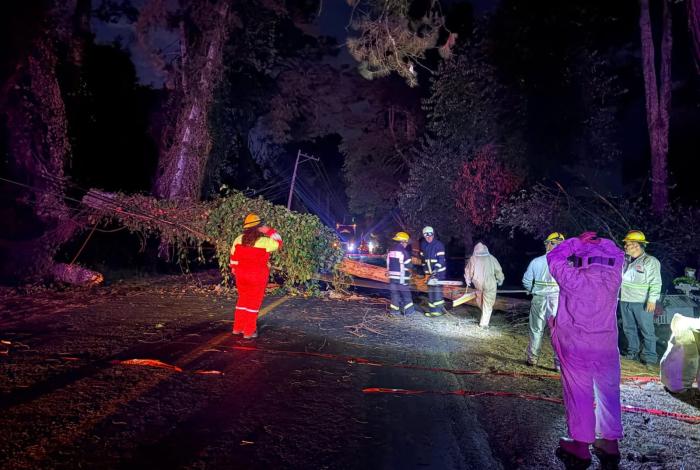 Incendio provoca que árbol caiga, en la Morelia-Pátzcuaro