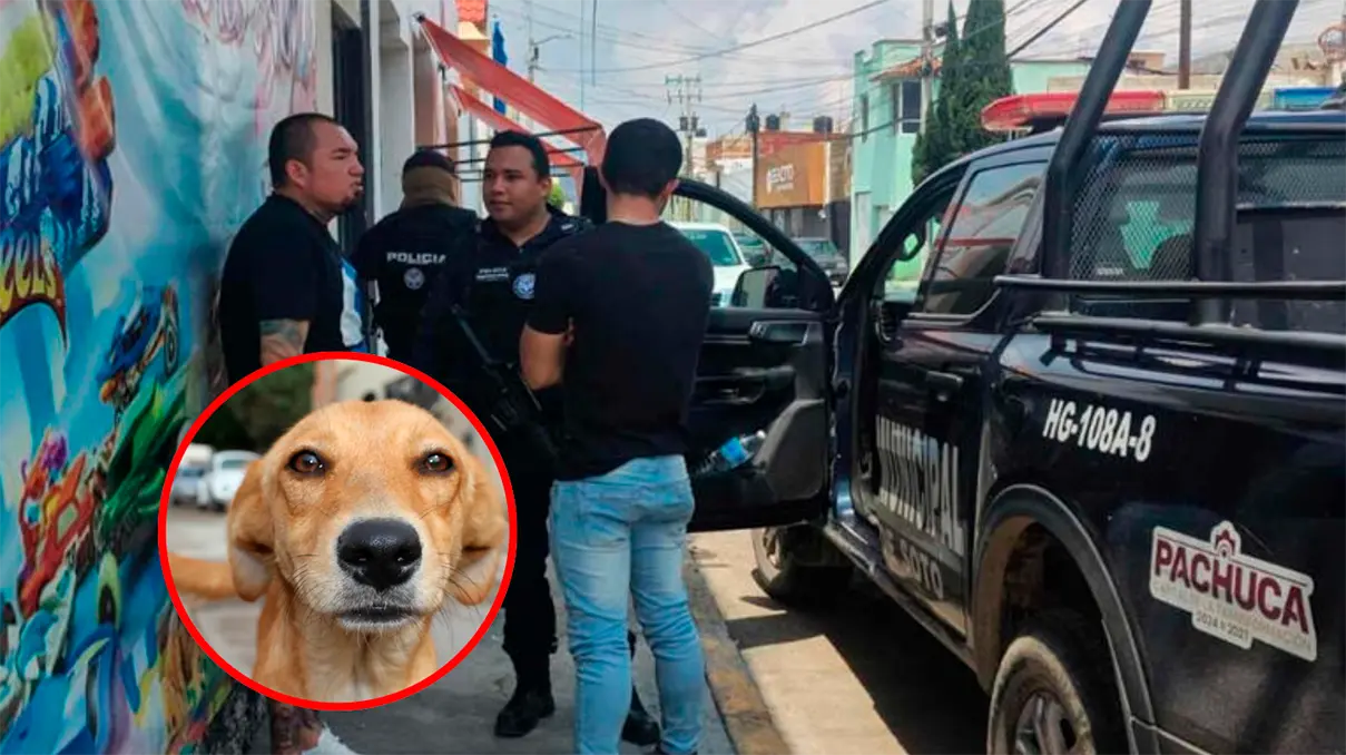 Indignación en Pachuca por muerte de perrito atropellado por patrulla municipal