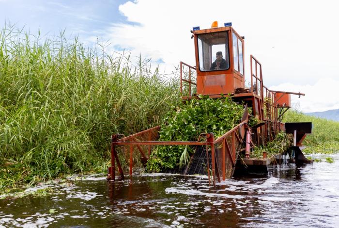 Inicia programa para rehabilitar más de 60 hectáreas del lago de Cuitzeo: Compesca