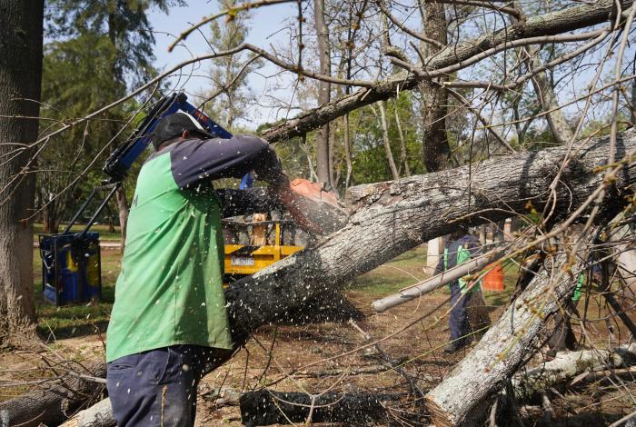 Inicia segunda poda masiva en Morelia; buscan sanear otros siete mil árboles