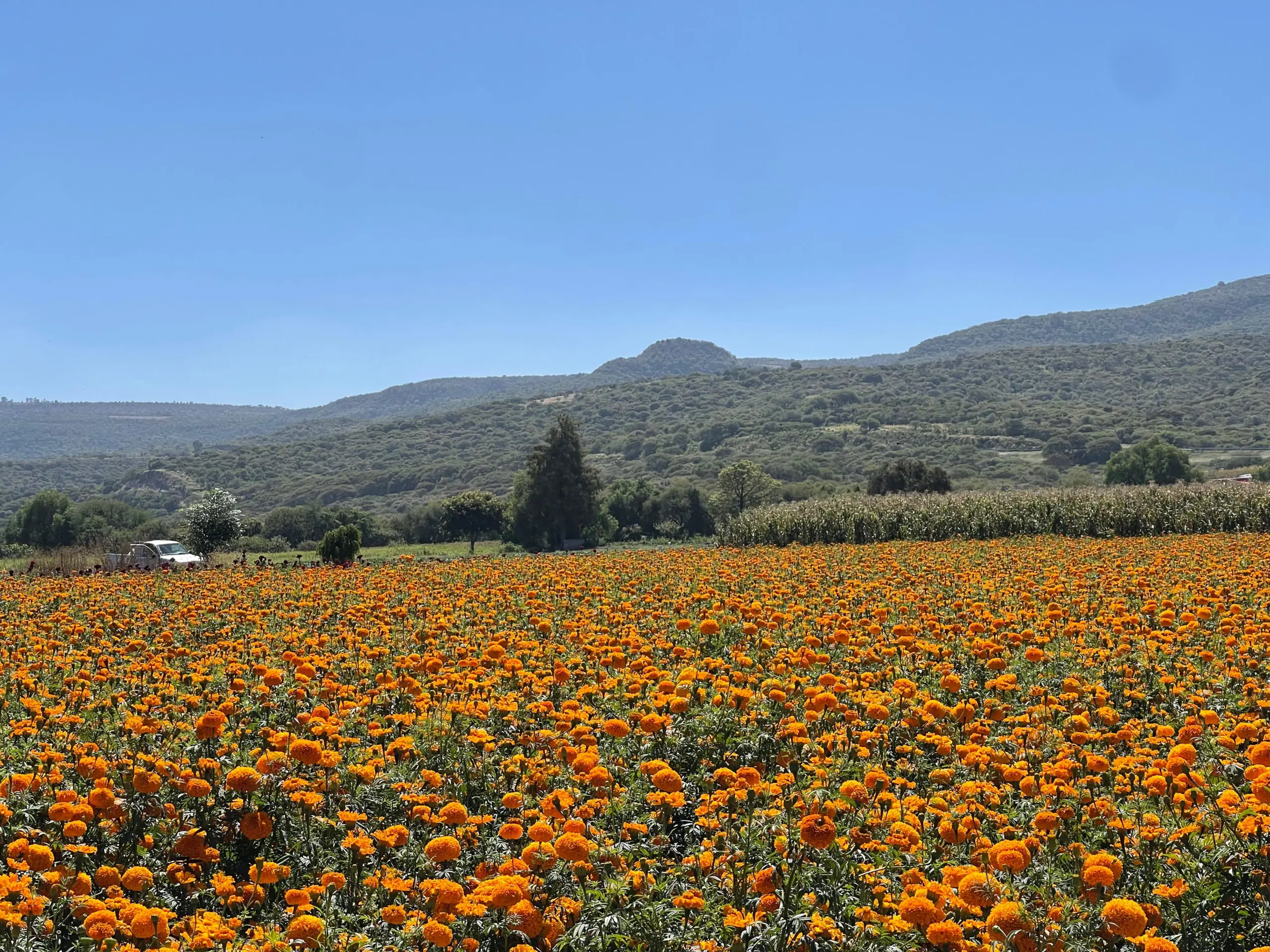 Intermediarios afectan ganancias de floricultores de flor de cempasúchil