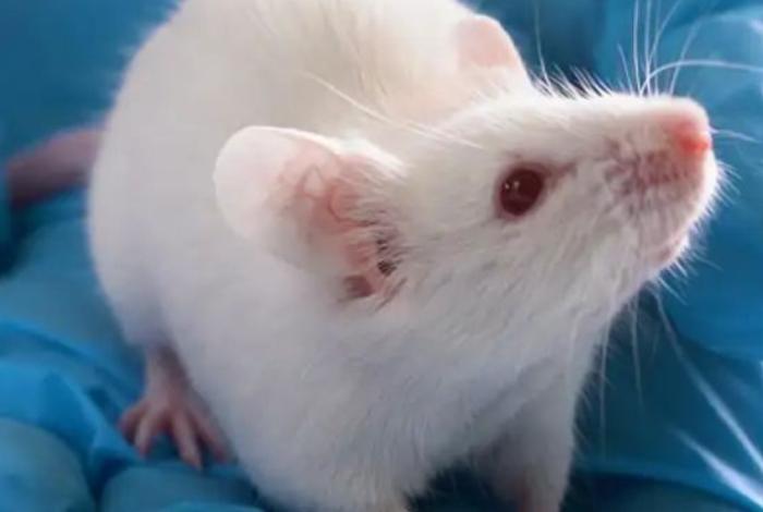 Investigadores eliminan por primera vez, el cáncer de páncreas en ratones