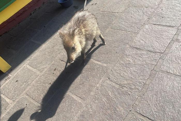 Jabalí se paseaba por las calles de Morelia