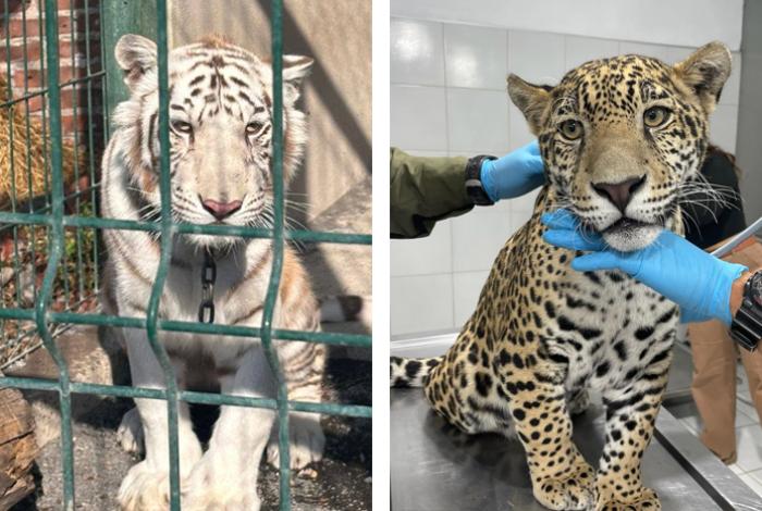 Jaguar y tigre blanco presentan daños por mala crianza; FGE reporta 345 animales recuperados
