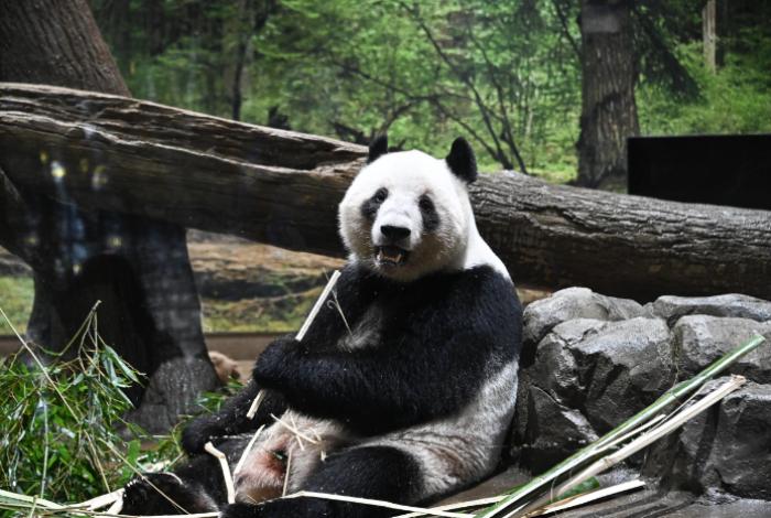 Japón se queda sin pandas: Miles despiden a Xiao Xiao y Lei Lei antes de su regreso a China