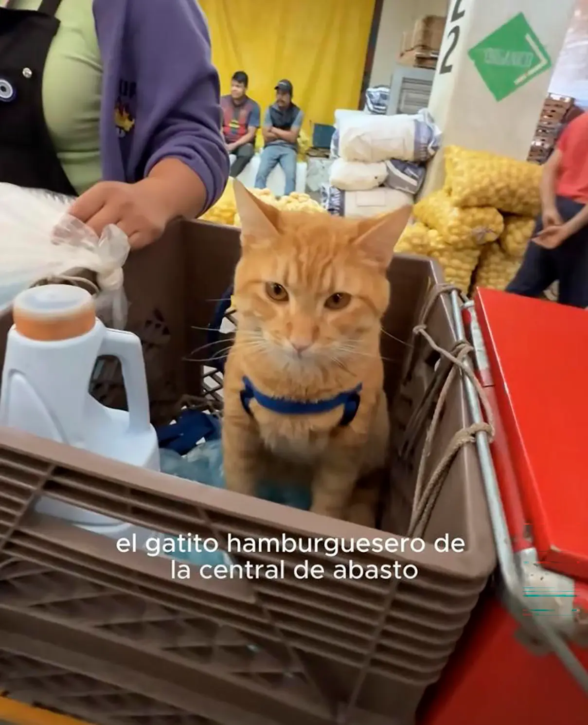 “Jefe felino”: el compañero de cuatro patas de un vendedor de hamburguesas | VIDEO