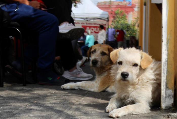 Jornadas de esterilización gratuitas para perros y gatos en Caltzontzin y Tomendán: SSM