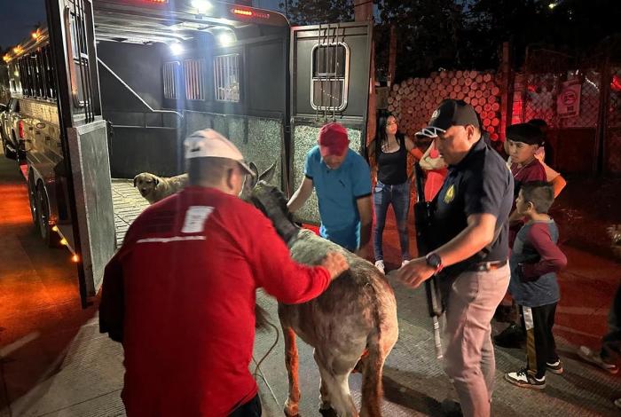 Justicia para “Platero”; vinculan a proceso a presunto agresor de burrito en Morelia