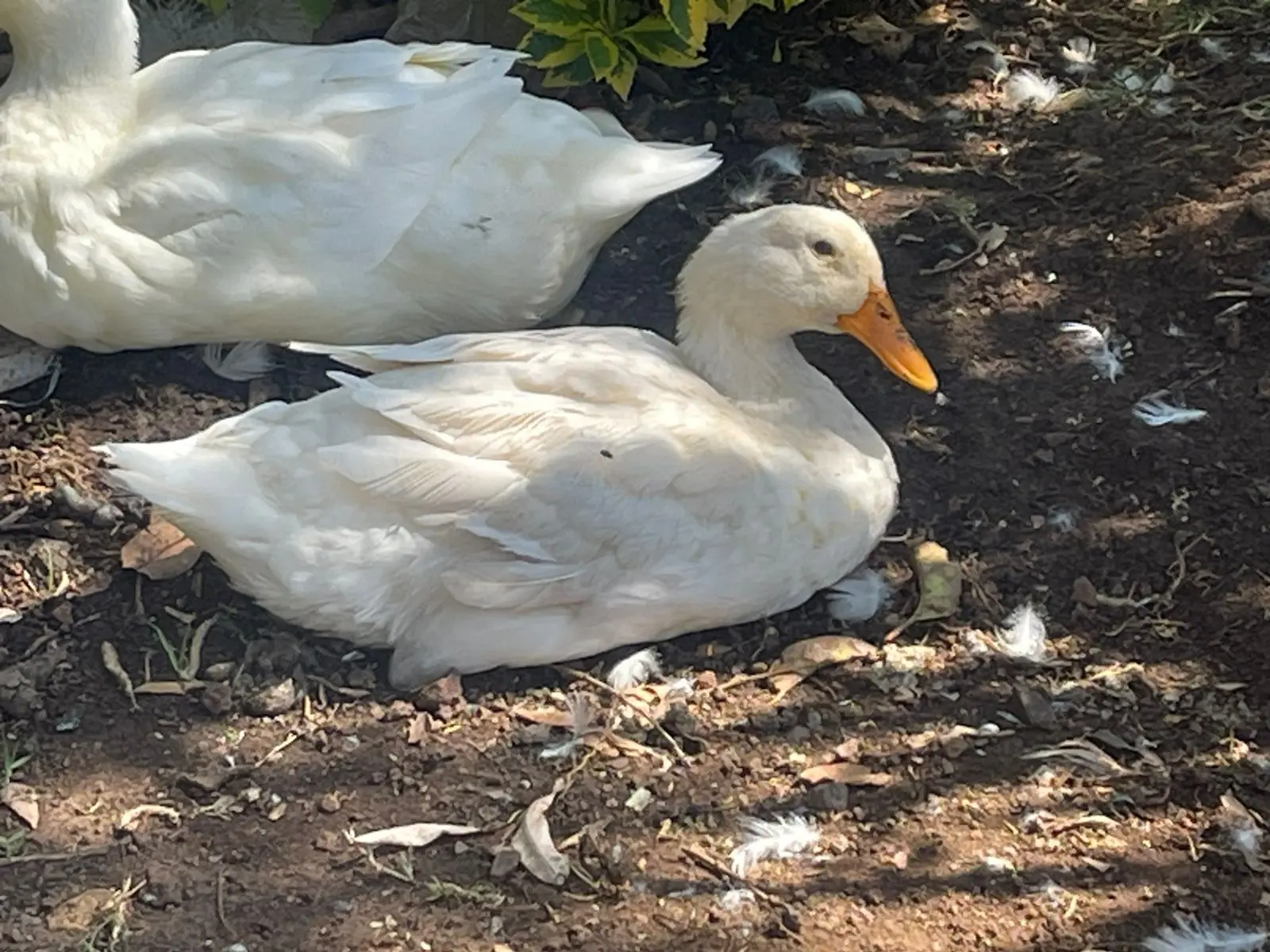 La emblemática Fuente de “Los Patos” está por volver al Bosque Cuauhtémoc