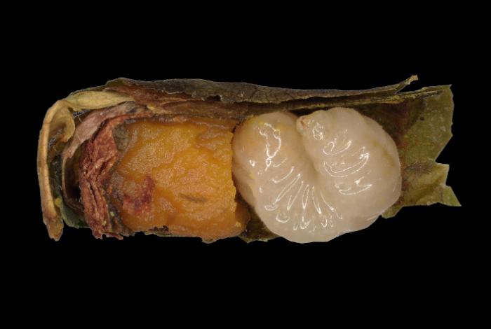 La falta de alimento acelera la metamorfósis en las abejas, Según estudio
