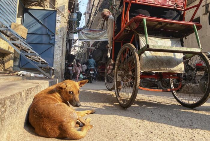La furia contra los perros callejeros se extiende al sur de India, cuentran a 110 perros muertos
