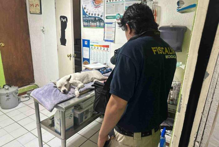 La Policía Auxiliar cubre tratamiento de perrito herido, en Morelia